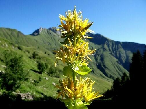 Aiguilles-d-arves#3 – La grande gentiane jaune / GC6NXQN Aiguilles-d-arves#3 – La grande gentiane jaune / GC6NXQN